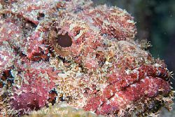 The scorpian fish all ways has such a sad expression on h... by Michael Shope 